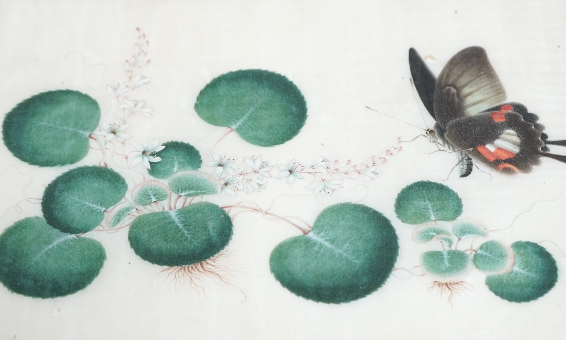 19th century, Cantonese School, two pith paper paintings, Butterflies amongst flowers, 25 x 17.5cm. Condition - fair